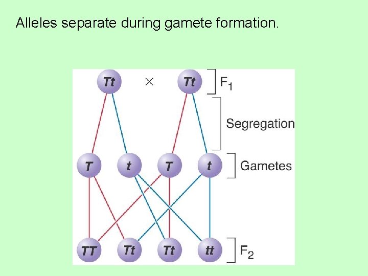 Alleles separate during gamete formation. 