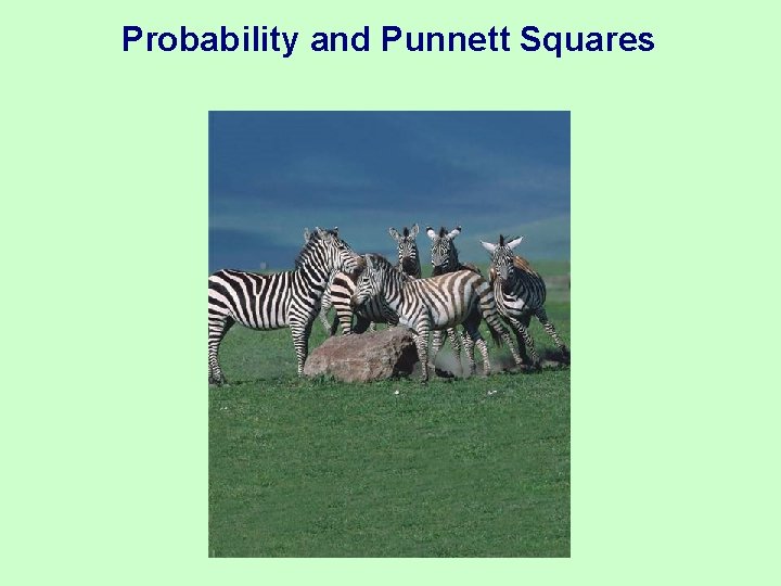 Probability and Punnett Squares 