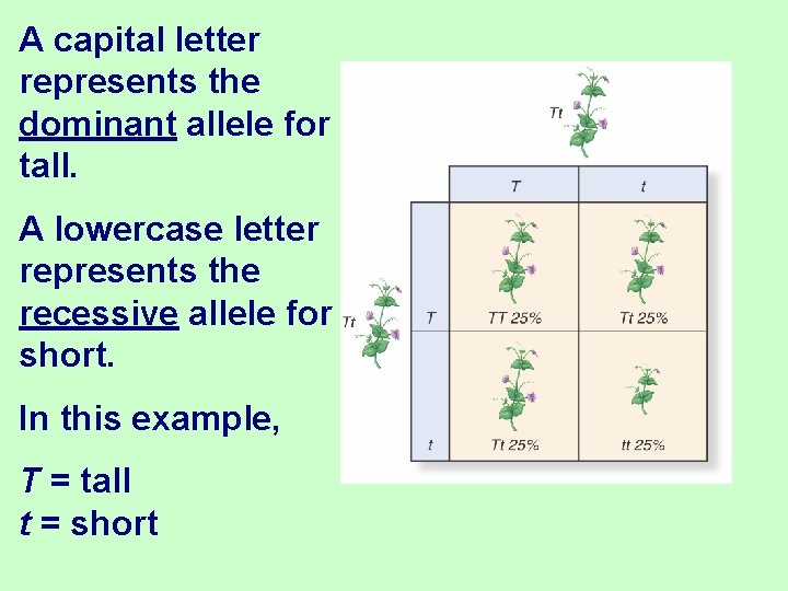 A capital letter represents the dominant allele for tall. A lowercase letter represents the