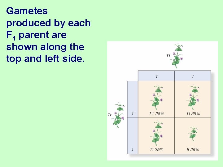 Gametes produced by each F 1 parent are shown along the top and left