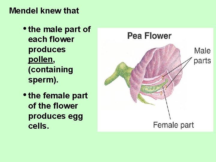 Mendel knew that • the male part of each flower produces pollen, (containing sperm).