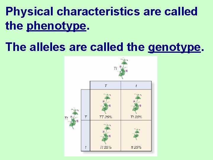 Physical characteristics are called the phenotype. The alleles are called the genotype. 