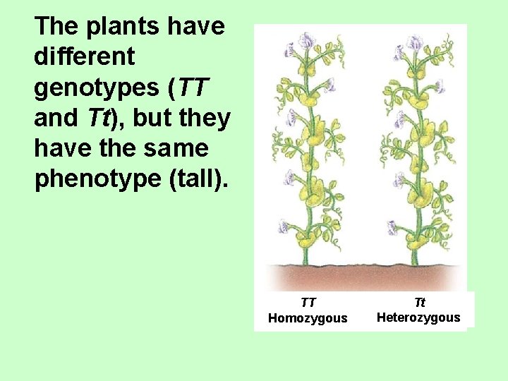 The plants have different genotypes (TT and Tt), but they have the same phenotype