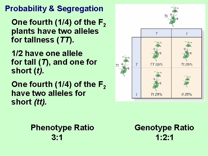 Probability & Segregation One fourth (1/4) of the F 2 plants have two alleles