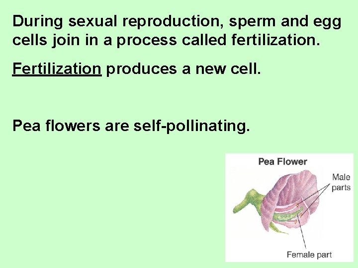 During sexual reproduction, sperm and egg cells join in a process called fertilization. Fertilization