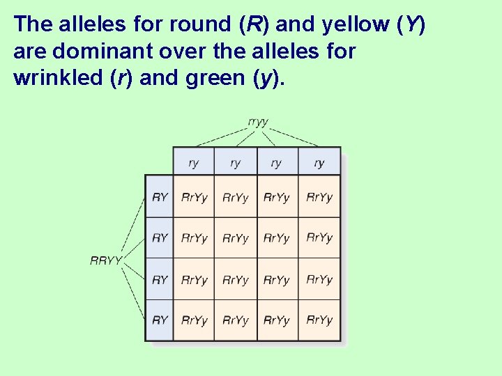 The alleles for round (R) and yellow (Y) are dominant over the alleles for