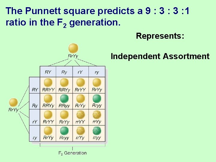 The Punnett square predicts a 9 : 3 : 1 ratio in the F