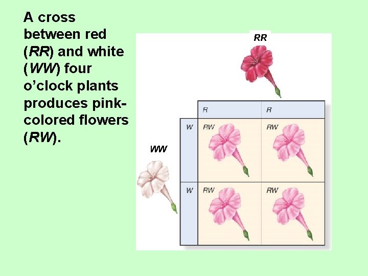 A cross between red (RR) and white (WW) four o’clock plants produces pinkcolored flowers