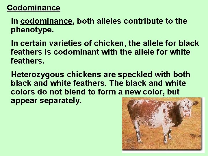 Codominance In codominance, both alleles contribute to the phenotype. In certain varieties of chicken,