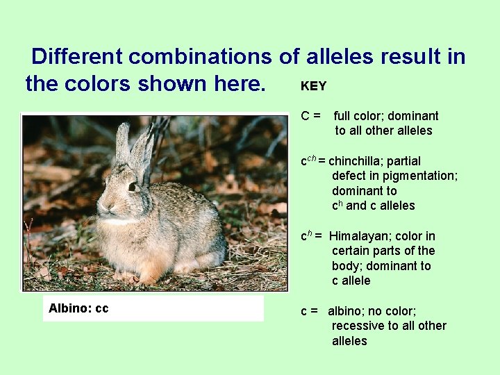  Different combinations of alleles result in KEY the colors shown here. C= full