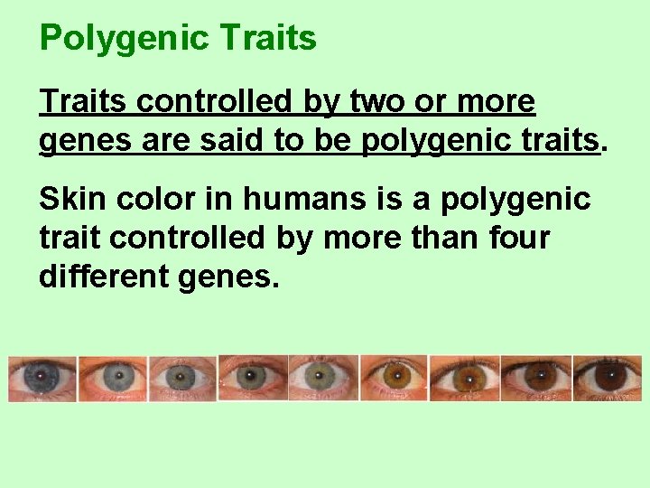 Polygenic Traits controlled by two or more genes are said to be polygenic traits.