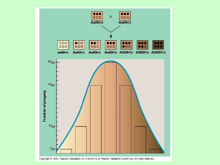 Aa. Bb. Cc aabbcc 20/64 Fraction of progeny 15/64 6/64 1/64 Aabbcc Aa. Bb.