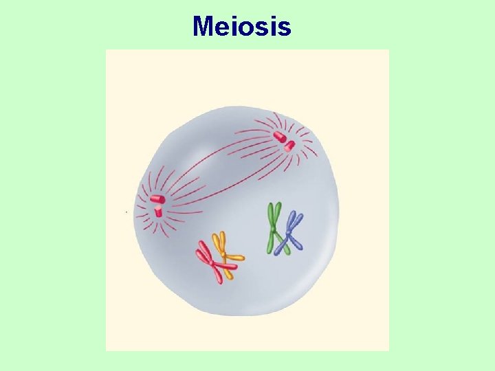 Meiosis 