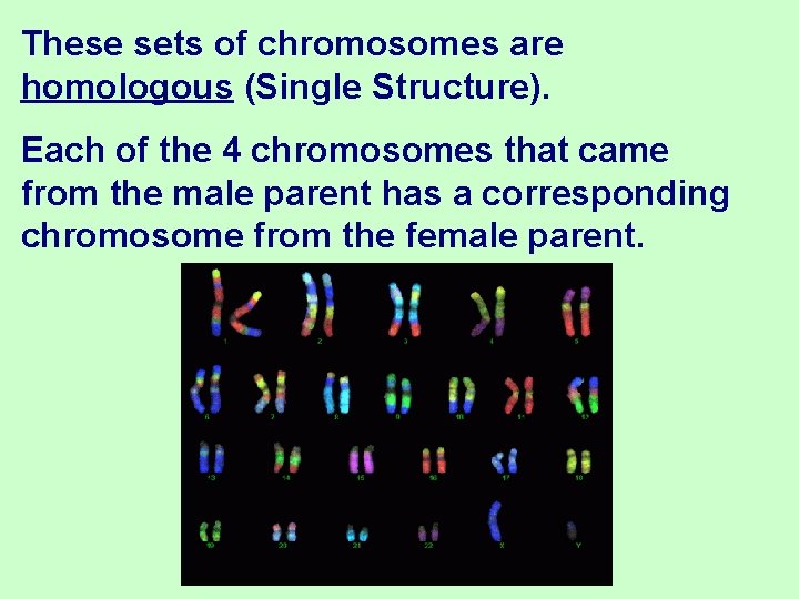 These sets of chromosomes are homologous (Single Structure). Each of the 4 chromosomes that