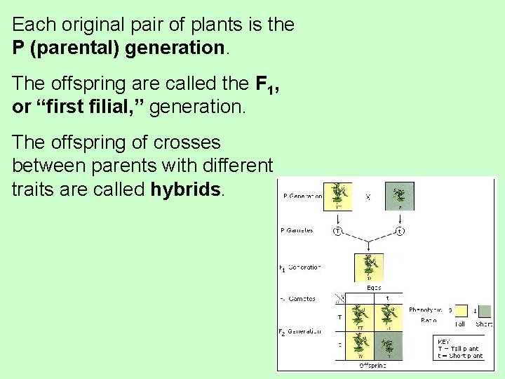 Each original pair of plants is the P (parental) generation. The offspring are called