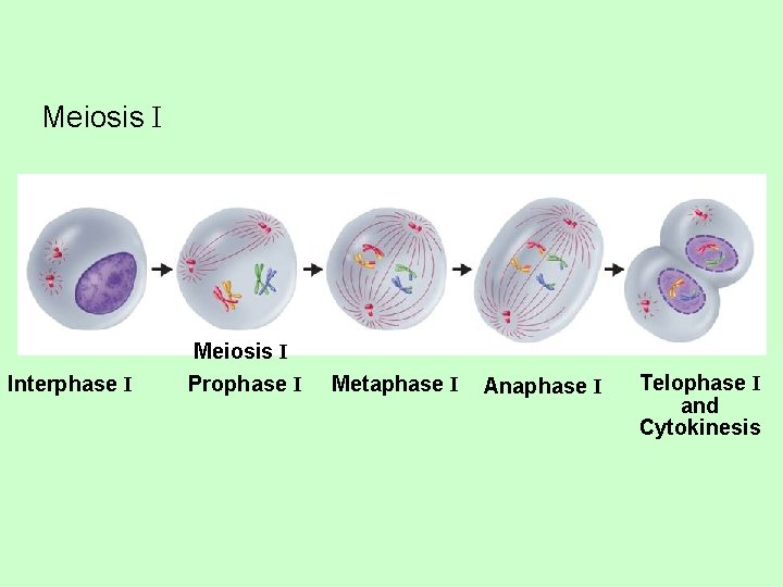 Meiosis I Interphase I Meiosis I Prophase I Metaphase I Anaphase I Telophase I