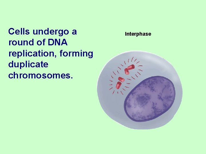 Cells undergo a round of DNA replication, forming duplicate chromosomes. Interphase 