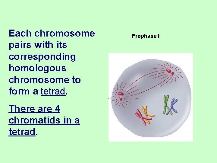 Each chromosome pairs with its corresponding homologous chromosome to form a tetrad. There are