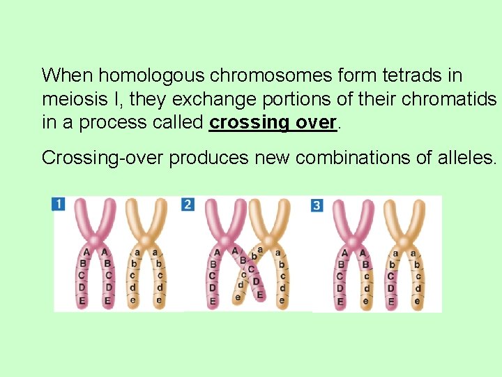 When homologous chromosomes form tetrads in meiosis I, they exchange portions of their chromatids