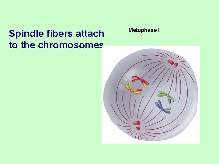 Spindle fibers attach to the chromosomes. Metaphase I 