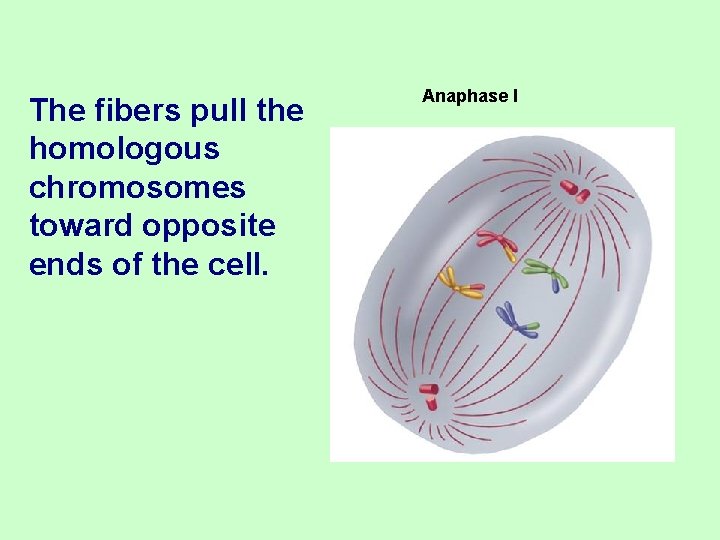 The fibers pull the homologous chromosomes toward opposite ends of the cell. Anaphase I