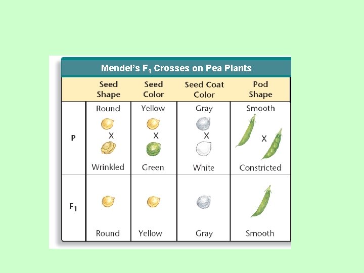 Mendel’s F 1 Crosses on Pea Plants 