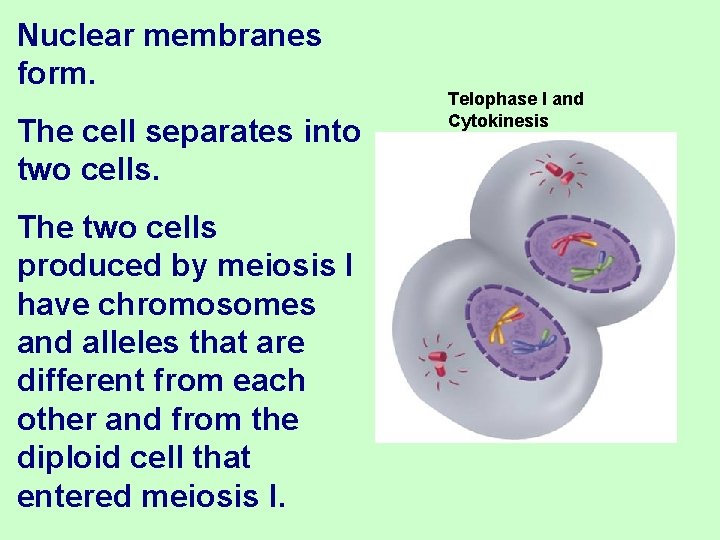 Nuclear membranes form. The cell separates into two cells. The two cells produced by