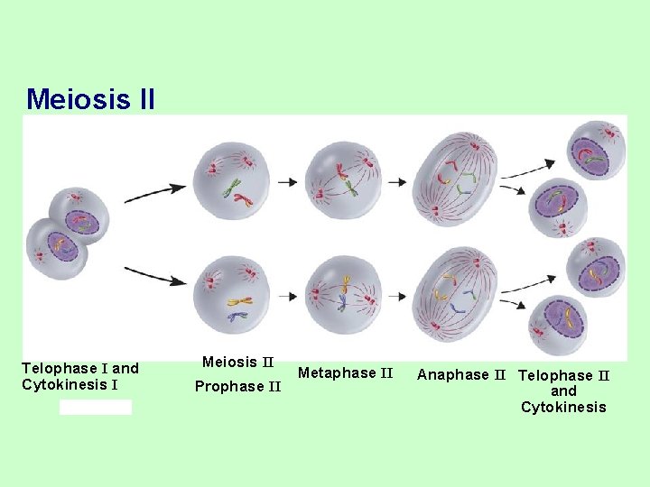 Meiosis II Telophase I and Cytokinesis I Meiosis II Prophase II Metaphase II Anaphase