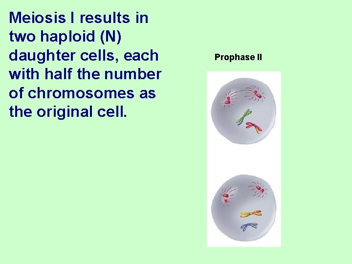 Meiosis I results in two haploid (N) daughter cells, each with half the number