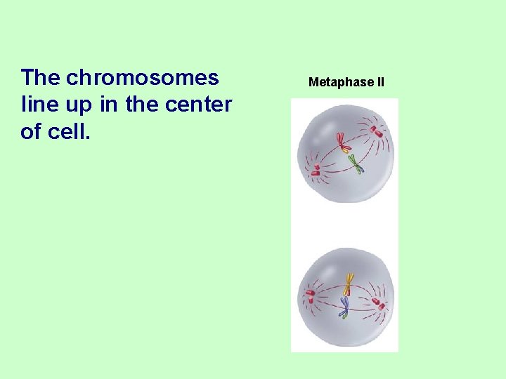 The chromosomes line up in the center of cell. Metaphase II 