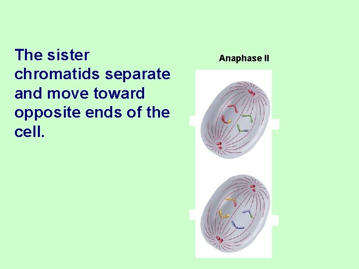The sister chromatids separate and move toward opposite ends of the cell. Anaphase II