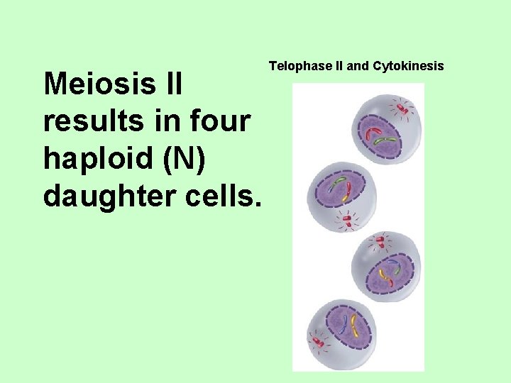 Meiosis II results in four haploid (N) daughter cells. Telophase II and Cytokinesis 