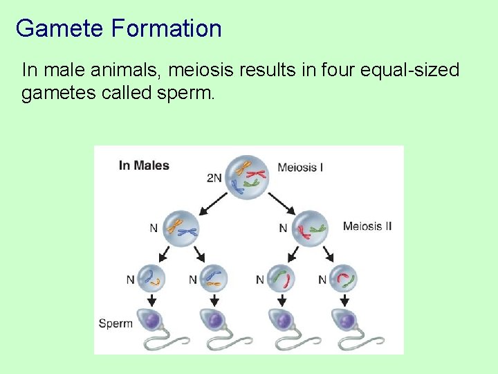 Gamete Formation In male animals, meiosis results in four equal-sized gametes called sperm. 