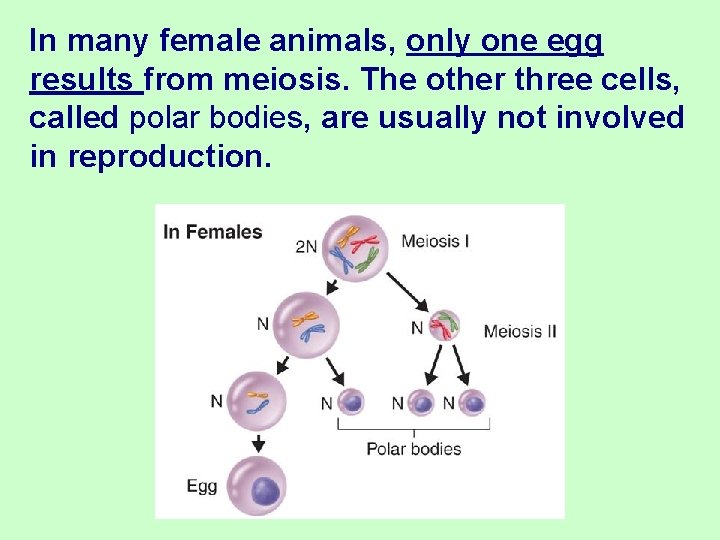 In many female animals, only one egg results from meiosis. The other three cells,