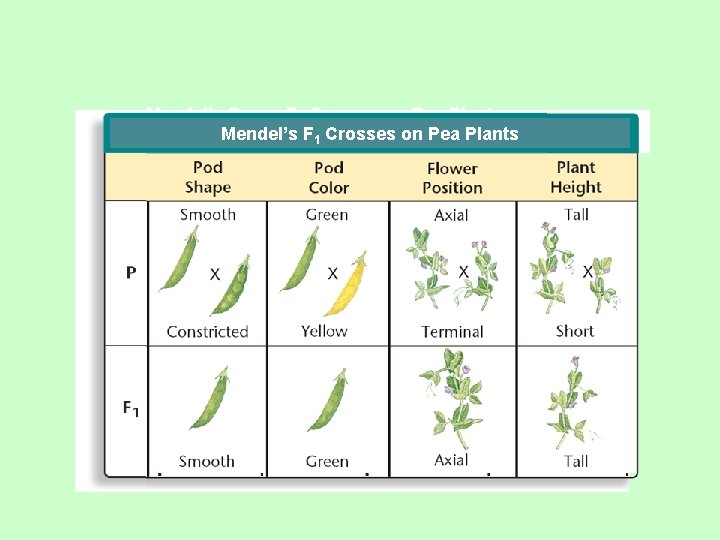 Mendel’s Seven F 1 Crosses on Pea Plants Mendel’s F 1 Crosses on Pea