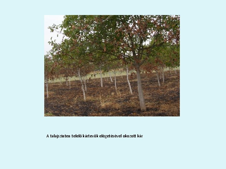 A talajszinten telelő kártevők elégetésével okozott kár 