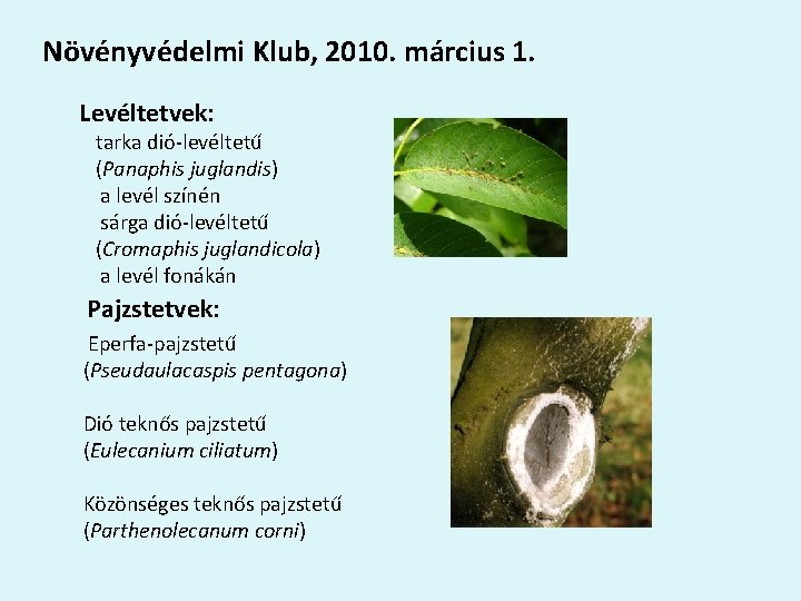 Növényvédelmi Klub, 2010. március 1. Levéltetvek: tarka dió-levéltetű (Panaphis juglandis) a levél színén sárga