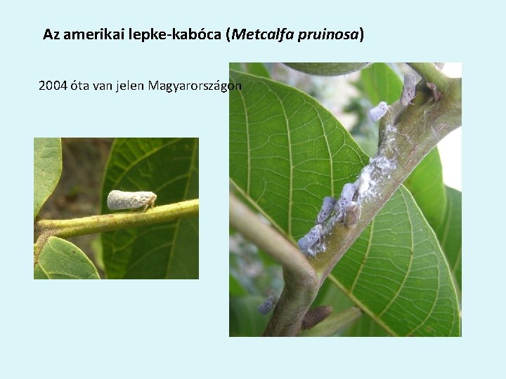 Az amerikai lepke-kabóca (Metcalfa pruinosa) 2004 óta van jelen Magyarországon 