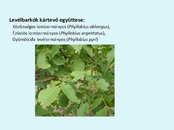 Levélbarkók kártevő együttese: Közönséges lombormányos (Phyllobius oblongus), Ezüstös lombormányos (Phyllobius argentatus), Gyümölcsfa levélormányos (Phyllobius