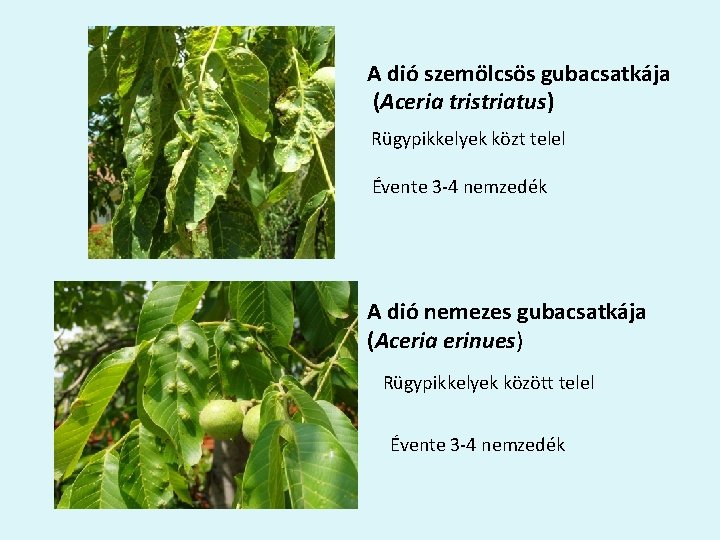 A dió szemölcsös gubacsatkája (Aceria tristriatus) Rügypikkelyek közt telel Évente 3 -4 nemzedék A