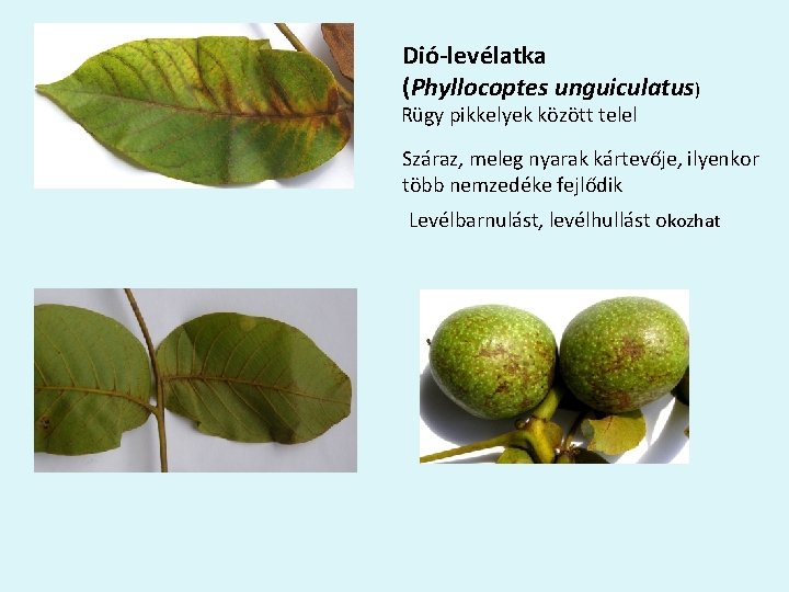 Dió-levélatka (Phyllocoptes unguiculatus) Rügy pikkelyek között telel Száraz, meleg nyarak kártevője, ilyenkor több nemzedéke