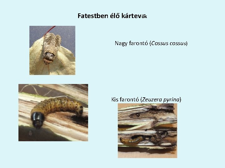 Fatestben élő kártevők Nagy farontó (Cossus cossus) Kis farontó (Zeuzera pyrina) 