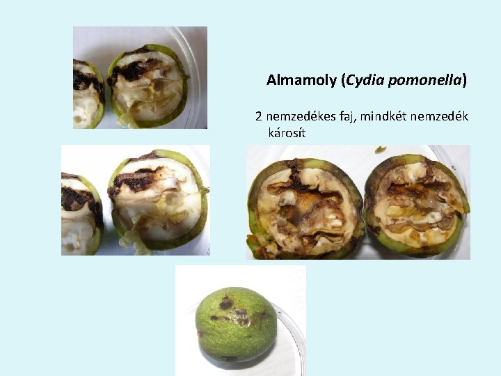 Almamoly (Cydia pomonella) 2 nemzedékes faj, mindkét nemzedék károsít 