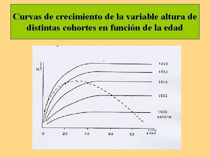 Curvas de crecimiento de la variable altura de distintas cohortes en función de la