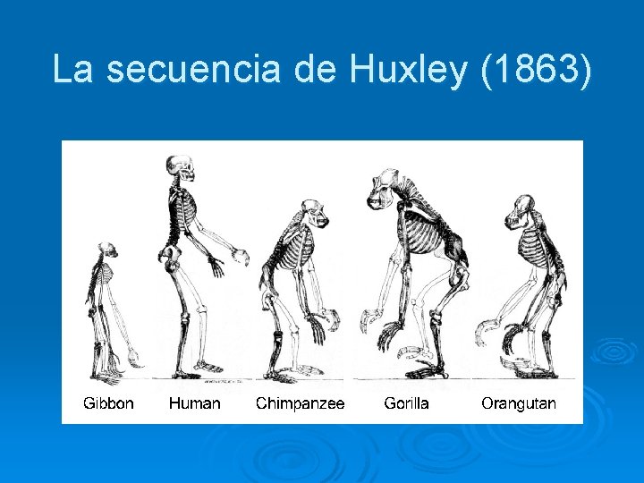 La secuencia de Huxley (1863) 