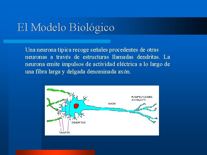 El Modelo Biológico Una neurona típica recoge señales procedentes de otras neuronas a través