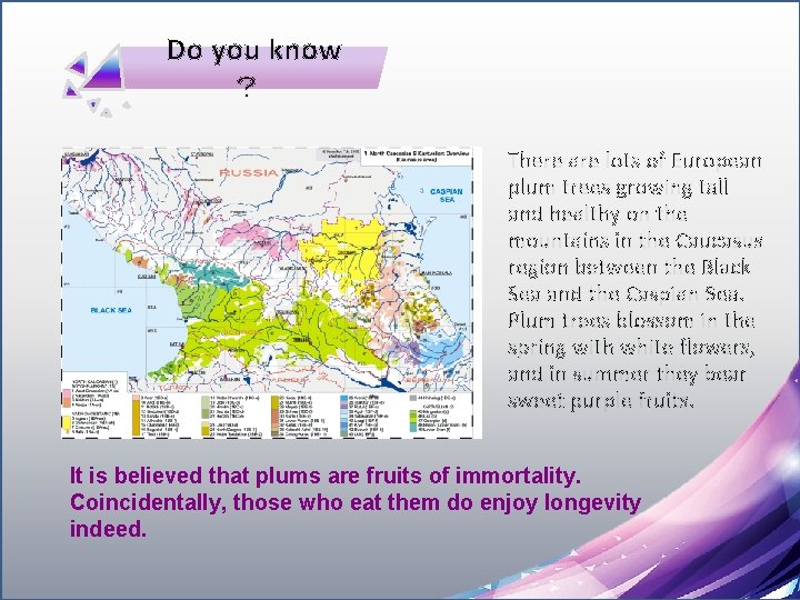 Do you know ？ There are lots of European plum trees growing tall and