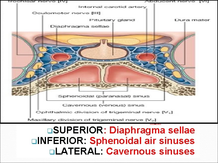 IMPORTANT RELATIONS q. SUPERIOR: Diaphragma sellae q INFERIOR: Sphenoidal air sinuses q. LATERAL: Cavernous