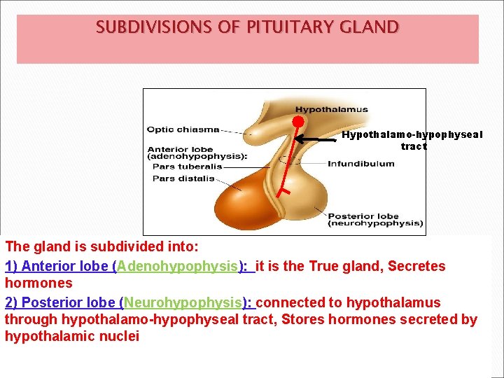 SUBDIVISIONS OF PITUITARY GLAND Hypothalamo-hypophyseal tract The gland is subdivided into: 1) Anterior lobe