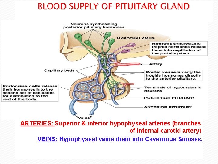 BLOOD SUPPLY OF PITUITARY GLAND ARTERIES: Superior & inferior hypophyseal arteries (branches of internal BLOOD SUPPLY OF PITUITARY GLAND ARTERIES: Superior & inferior hypophyseal arteries (branches of internal